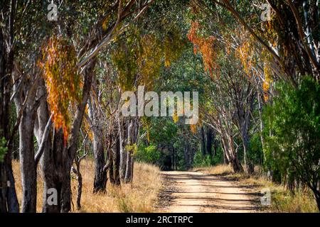 Route d'accès en terre au terrain de camping Broadwater, parc national Sundown, Queensland Australie Banque D'Images