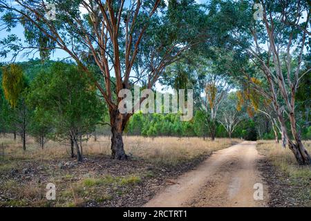 Route d'accès en terre au terrain de camping Broadwater, parc national Sundown, Queensland Australie Banque D'Images