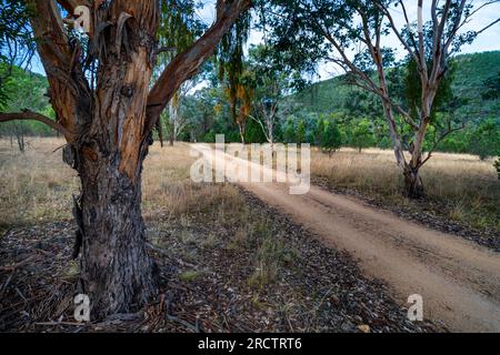 Route d'accès en terre au terrain de camping Broadwater, parc national Sundown, Queensland Australie Banque D'Images