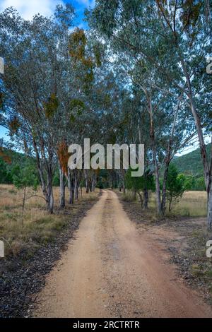 Route d'accès en terre au terrain de camping Broadwater, parc national Sundown, Queensland Australie Banque D'Images