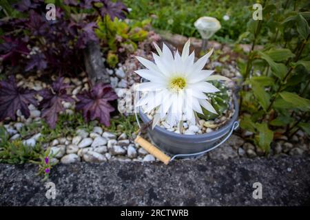 Cactus Hedgehog dans le jardin de la maison Banque D'Images