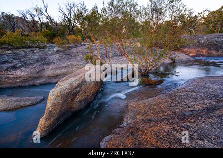 Arbre poussant dans le lit de ruisseau avec de l'eau en cascade sur le lit de roche de granit, Bald Rock Creek, parc national de Girraween, sud-est du Queensland, Australie Banque D'Images