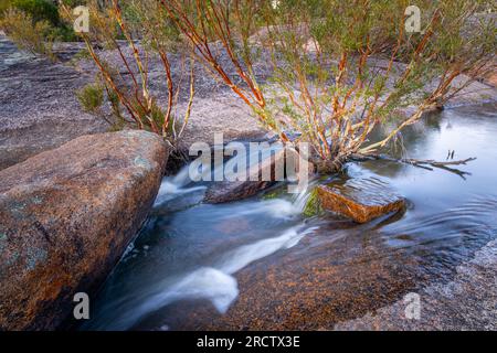 Arbre poussant dans le lit de ruisseau avec de l'eau en cascade sur le lit de roche de granit, Bald Rock Creek, parc national de Girraween, sud-est du Queensland, Australie Banque D'Images