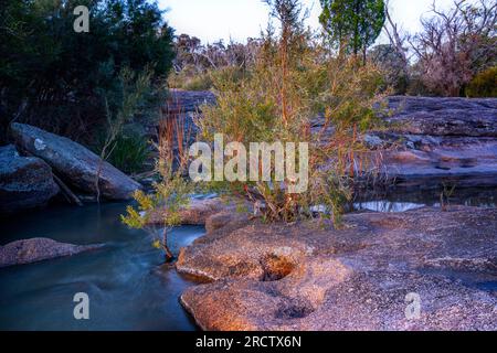 Arbre poussant dans le lit de ruisseau avec de l'eau en cascade sur le lit de roche de granit, Bald Rock Creek, parc national de Girraween, sud-est du Queensland, Australie Banque D'Images