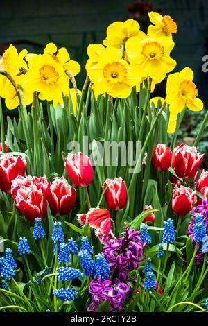 grappe de fleurs bulbeuses en fleurs Banque D'Images