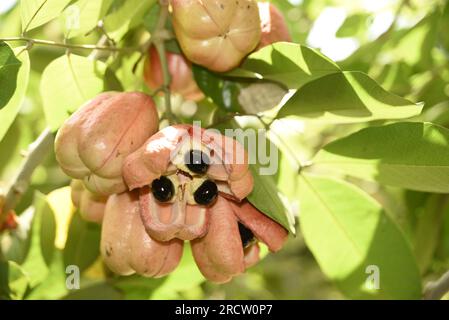 Originaire de Jamaïque, ce fruit exotique a un goût délicieux et une riche histoire culturelle. Ils s'ouvrent avec des graines noires brillantes et de la chair beurrée Banque D'Images