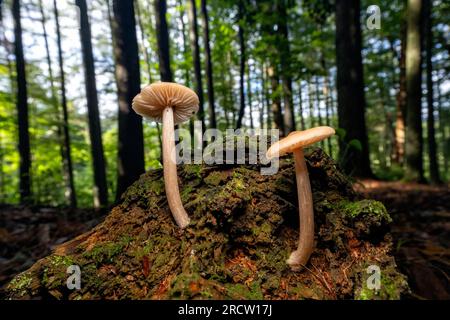 Champignons sauvages poussant sur le tronc d'arbre tombé - Brevard, Caroline du Nord, États-Unis Banque D'Images