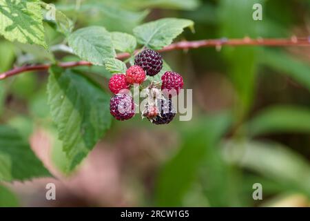 La framboise noire (Rubus occidentalis) connue sous le nom de mûre d'oeil d'ours, casquette noire, casquette noire framboise et casquette scotch. Banque D'Images