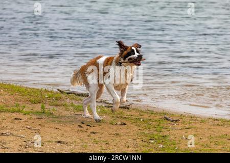 St. Bernard chien joue sur la plage du lac Michigan Banque D'Images