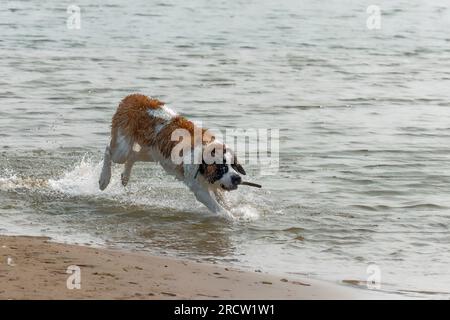 St. Bernard chien joue sur la plage du lac Michigan Banque D'Images