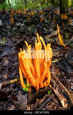 Épingles dorées (Clavulinopsis fusiformis) espèce de champignon du club de fées - Brevard, Caroline du Nord, USA Banque D'Images