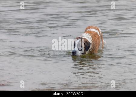 St. Bernard chien joue sur la plage du lac Michigan Banque D'Images