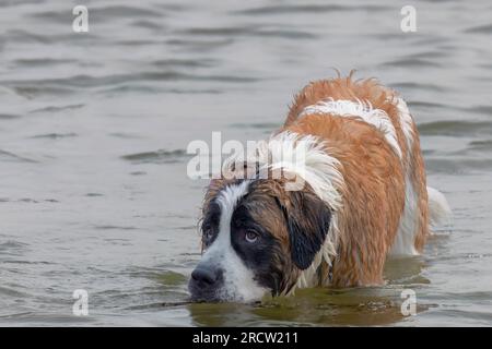 St. Bernard chien joue sur la plage du lac Michigan Banque D'Images