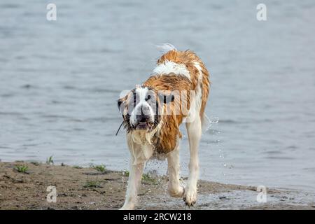 St. Bernard chien joue sur la plage du lac Michigan Banque D'Images