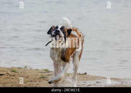 St. Bernard chien joue sur la plage du lac Michigan Banque D'Images