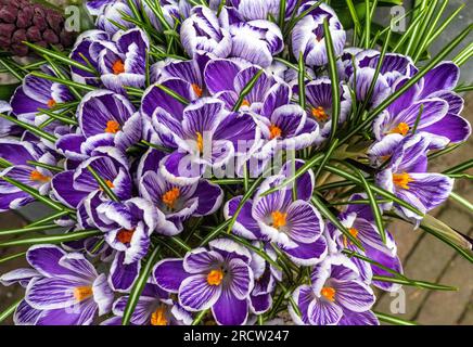 crocus violet en fleur Banque D'Images