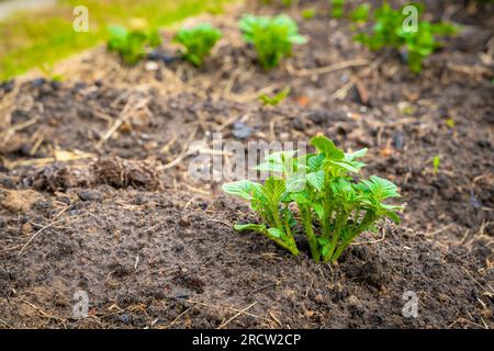 De jeunes pousses de pommes de terre germées dans un lit de jardin en gros plan Banque D'Images