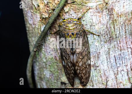 Fermer une Cicada sur l'arbre dans la nature avec fond noir. Banque D'Images