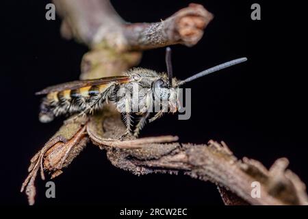 Guêpe Scoliidae, guêpe à fleurs velues jaunes reposant sur la branche, insecte proche dans la nature, ficos sélectifs. Banque D'Images