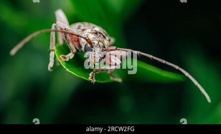 Visage d'un coléoptère gris, insecte, coléoptère, sur une feuille verte, gros plan d'insecte et mise au point sélective. Banque D'Images