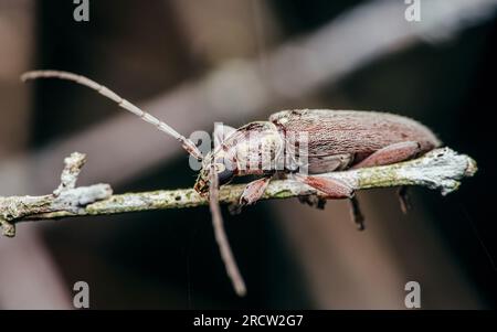 Visage d'un coléoptère gris, insecte, coléoptère, sur une branche d'arbre, gros plan d'insecte et mise au point sélective. Banque D'Images