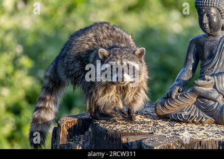 Raton laveur commun (Procyon lotor) recherche de graines d'oiseaux dans un jardin d'arrière-cour. Les reccoons peuvent être considérés comme des parasites et une nusiance. Banque D'Images