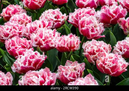 tulipes frangées rouges et blanches Banque D'Images