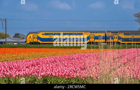 Rangées de tulipes et champs près des jardins de Keukenhof avec le train néerlandais passant à proximité Banque D'Images