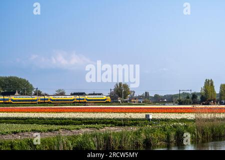 Rangées de tulipes et champs près des jardins de Keukenhof avec le train néerlandais passant à proximité Banque D'Images