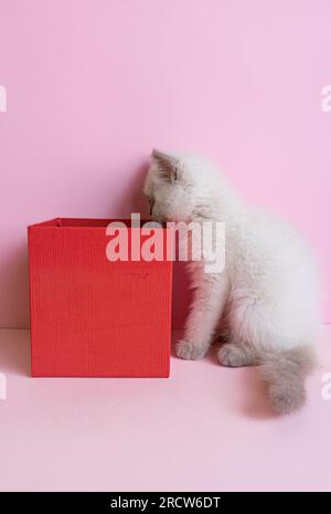 Chaton blanc drôle regardant à l'intérieur d'une boîte rouge Banque D'Images