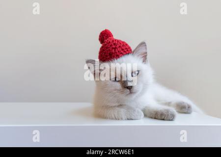 Chaton blanc dans un bonnet tricoté rouge Banque D'Images