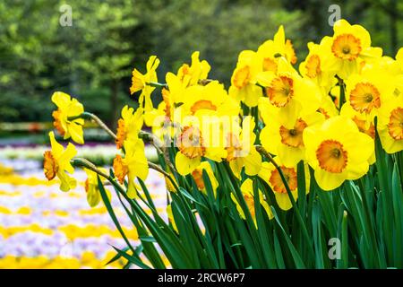 grappe de jonquilles jaunes avec un centre orange et des tulipes roses et jaunes au loin Banque D'Images