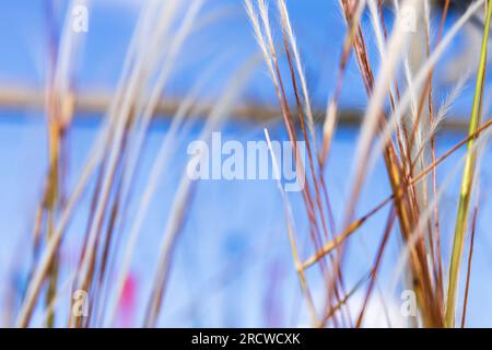 Brin d'herbe à un ciel bleu Banque D'Images