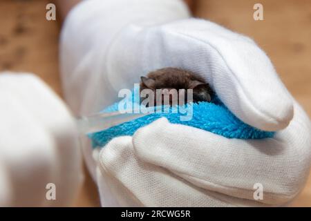 Chauve-souris (Myotis daubentonii), prenant soin des animaux blessés, ici ils obtiennent de l'eau à boire Banque D'Images