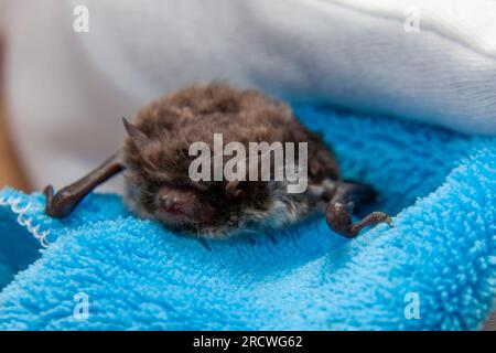 Chauve-souris (Myotis daubentonii), soignant les animaux blessés Banque D'Images