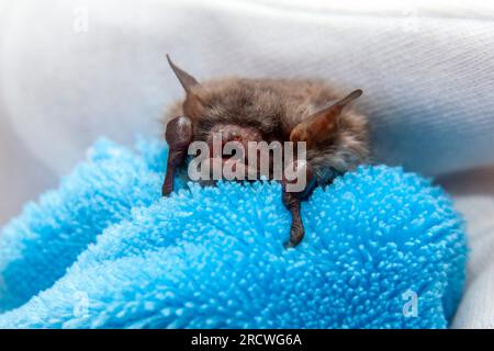 Chauve-souris (Myotis daubentonii), soignant les animaux blessés Banque D'Images