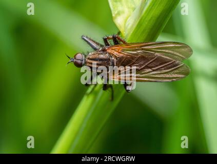 Diced Dance Fly sur un stipe d'herbe dans une ambiance naturelle verte floue Banque D'Images