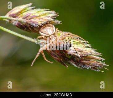 Araignée crabe avec proie sur l'oreille d'herbe Banque D'Images