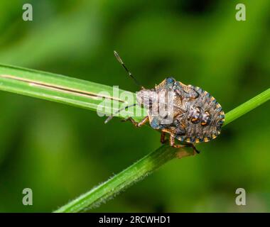 macro shot montrant la nymphe d'un insecte forestier sur des stipes d'herbe dans le dos vert Banque D'Images