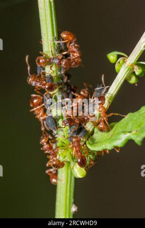 Macro shot semant quelques fourmis protégeant et recueillant la rosée de miel des pucerons sur une tige de plante Banque D'Images