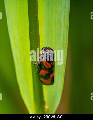 Froghopper noir et rouge reposant sur une stipe végétale dans une ambiance verte Banque D'Images