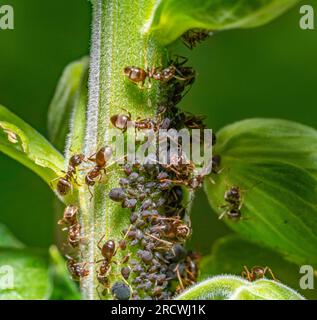 Macro shot semant quelques fourmis protégeant et recueillant la rosée de miel des pucerons sur une tige de plante Banque D'Images