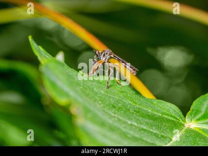 Petite mouche volante à pattes jaunes avec proie dans une ambiance naturelle Banque D'Images