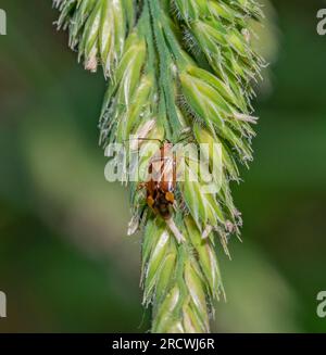 Macro shot d'un insecte mirid sur l'oreille d'herbe verte Banque D'Images