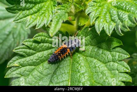 Photo macro d'une larve de coccinelle sur une feuille d'ortie verte piquante Banque D'Images