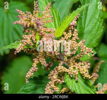 Plan en gros plan d'une ortie en fleurs piquante Banque D'Images