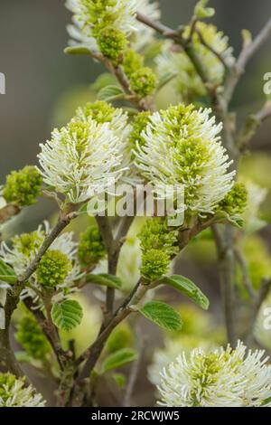 Fothergilla intermedia Blue Shadow, Fothergilla, Fothergilla Blue Shadow, Fothergilla gardenii Blue Shadow, arbuste à feuilles caduques, fleurs blanches Banque D'Images