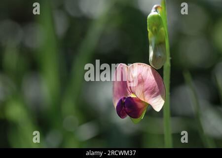 Vue en gros plan du pois plat ou du pois éternel à feuilles étroites (Lathyrus sylvestris). Banque D'Images