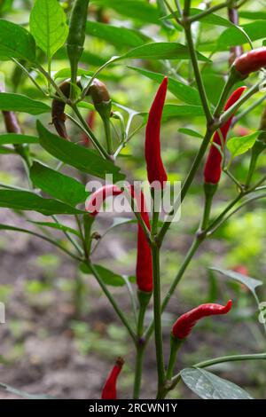 De beaux piments sur les buissons. Piments rouges à la ferme. Poivrons rouges chauds dans le jardin. Banque D'Images