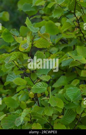 Noisette commune Lombardii nouvelles feuilles - nom latin - Corylus avellana Lombardii. Banque D'Images